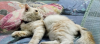 Original Persian cat
